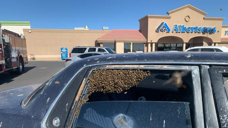 Trip to supermarket ends with 15,000 bees